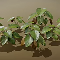 Lush Green and Brown Plant Leaves With Large Visible Veins and Shadows on Brown Background