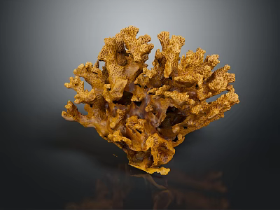 Vibrant Yellow Coral Polyps Marine Animal With Branched Textured Structure On Dark Background 3d model