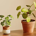 Indoor Green Plant Wall Decor With Potted Plants And Ceramic Flower Pots