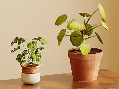 Indoor Green Plant Wall Decor With Potted Plants And Ceramic Flower Pots 3d model