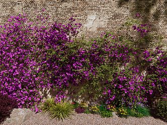 Modern Bougainvillea Vines 3d model