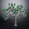 Joshua Tree With Green Spiky Leaves And Branched Rough Trunk Isolated On Dark Background