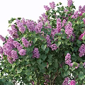 Lush Lilac Tree with Abundant Purple Flowers and Green Leaves in Garden