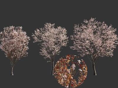 Three Cherry Blossom Trees With Pink Flowers And Detailed Bloom Close Up 3d model