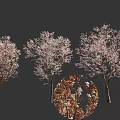 Three Cherry Blossom Trees With Pink Flowers And Detailed Bloom Close Up