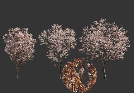 Peach Blossom Tree Sakura Tree Chinese Style National Style Flower Tree Landscape Street Tree Garden Green Planting Plum Blossom Tree Begonia Flower Tree 3d model