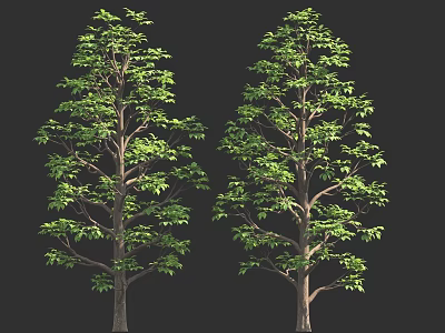 Two Lush Green Trees With Brown Trunks And Dense Foliage 3D Render 3d model
