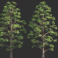 Two Lush Green Trees With Brown Trunks And Dense Foliage 3D Render