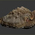 Conch Shell With Spiral Texture And Natural Brown Beige Patterns On Black Background 3d model