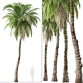 Tall Palm Trees With Lush Green Fronds And Trunk Details In Multiple Natural Views