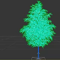 Lush Green Tree With Fresh Leaves And Sturdy Trunk For Garden Landscaping