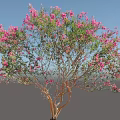 Vibrant Ornamental Tree With Pink Flowers And Lush Green Leaves In Garden