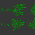 Herbaceous Plants With Green Foliage And Grassy Stems In Natural Arrangement