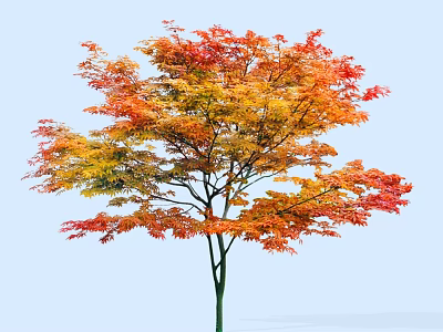 Autumn Arbor with Vibrant Red Orange Yellow Leaves Against Clear Blue Sky 3d model