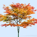 Autumn Arbor with Vibrant Red Orange Yellow Leaves Against Clear Blue Sky