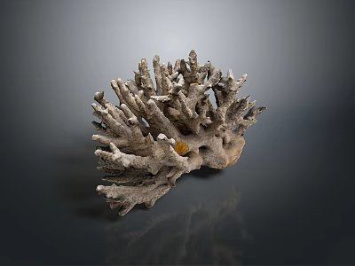 Coral Red Coral White Coral Blue Coral Gold Coral Black Coral Ball Coral Grass Coral Fine Finger Anemone 3d model