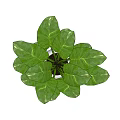 Green Leafy Bonsai Potted Plant in White Ceramic Pot for Home Decor