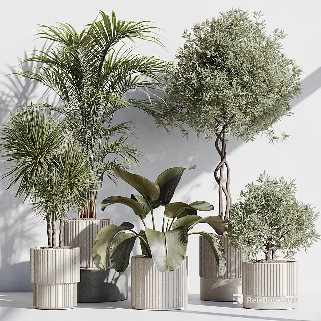 Potted Arbor Trees With Various Types Different Leaf Shapes And Heights Against White Background 3d model