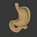 Anatomical 3D Model of Human Abdominal Organ Stomach Showing Detailed Internal Structure