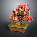 Pink Flowering Bonsai Tree With Sculpted Trunk In Square Mossy Pot