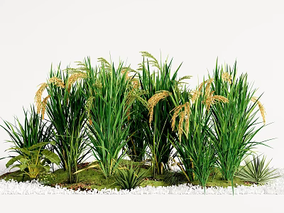 Lush Green Grasses With Yellow Spikelets And White Pebbles In Small Landscape 3d model