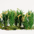 Lush Green Grasses With Yellow Spikelets And White Pebbles In Small Landscape