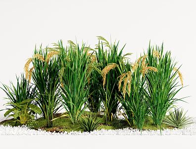 Modern Rice Plant Rice Crops Flowers and Plants 3d model