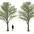 Landscape Trees Courtyard Landscape Trees Big Trees Landscape Trees 3d model