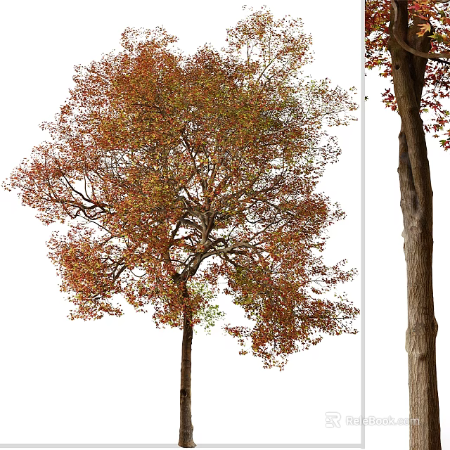 Tall Arbor With Branched Trunk Lush Crown And Red Orange Autumn Leaves 3d model 