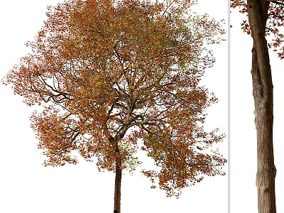 Tall Arbor With Branched Trunk Lush Crown And Red Orange Autumn Leaves 3d model