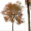 Tall Arbor With Branched Trunk Lush Crown And Red Orange Autumn Leaves