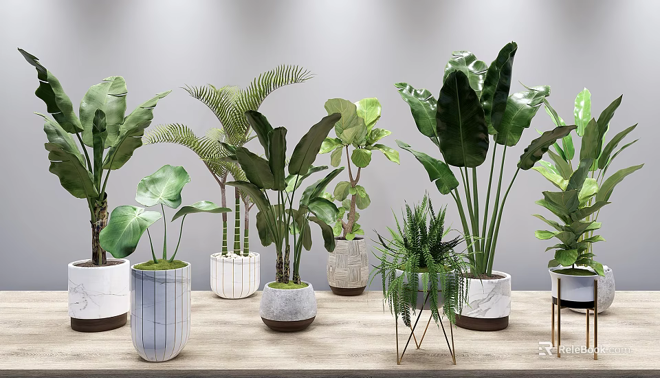 Indoor Potted Plants on Wooden Table with Various Green Leaves and Decorative Pots 3d model 