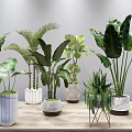 Indoor Potted Plants on Wooden Table with Various Green Leaves and Decorative Pots