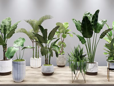 Indoor Potted Plants on Wooden Table with Various Green Leaves and Decorative Pots 3d model