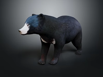 Realistic Black Bear 3D Model With Black Fur White Face And Chest Patch 3d model