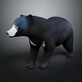 Realistic Black Bear 3D Model With Black Fur White Face And Chest Patch 3d model