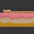 Detailed Anatomical Skin Structure Model With Colorful Layers And Hair Follicles