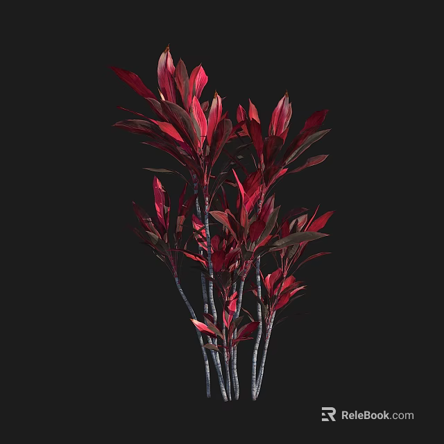 Red Leaf Shrub with Slender Stems and Vibrant Red Foliage Against Black Background 3d model 