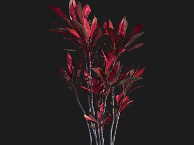 Red Leaf Shrub with Slender Stems and Vibrant Red Foliage Against Black Background 3d model