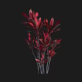Red Leaf Shrub with Slender Stems and Vibrant Red Foliage Against Black Background