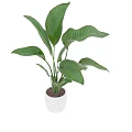 Indoor Garden Accent Piece With Tall Green Plants Large Leaves And White Ceramic Pot
