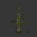 Three Different Height Pine Trees With White Silhouette On White Base Against Black Background