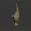 Organic Shell Structure With Hairy Surface And Spiny Projections On Dark Background
