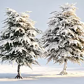 Snow Covered Evergreen Trees Standing On Snowy Ground Under Clear Blue Sky