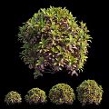 Round Shaped Shrubs With Green And Purple Leaves In Various Sizes On Black Background
