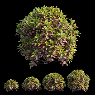 Modern Shrub Shrub 3d model