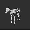 Detailed Animal Skeleton 3D Model With Anatomical Bone Structure On Black Background