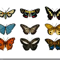 Colorful Butterfly Wall Decor with Various Patterns and Vibrant Designs for Home Decoration