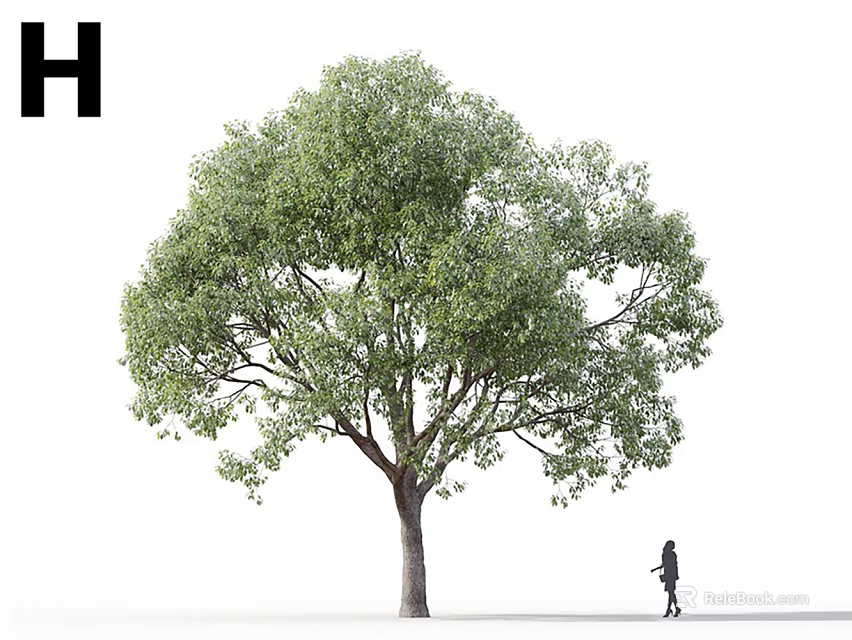 Tall Deciduous Tree With Lush Green Leaves And Person Walking Nearby 3d model 
