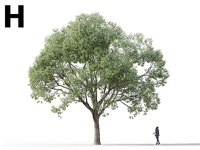 Tall Deciduous Tree With Lush Green Leaves And Person Walking Nearby 3d model